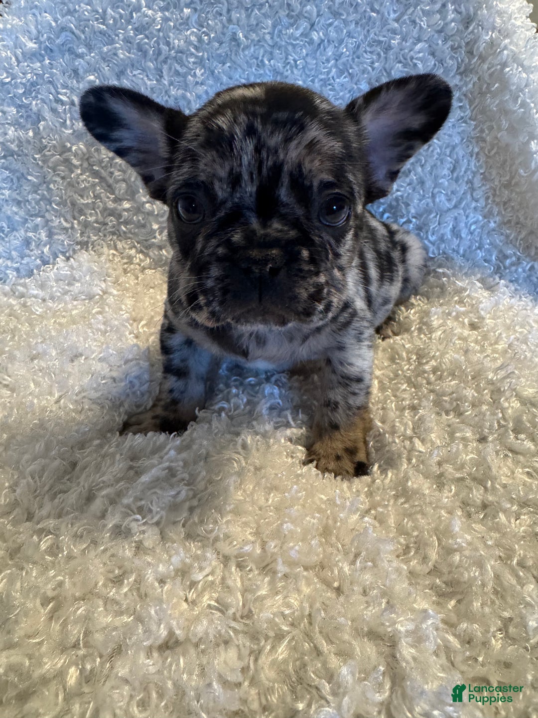 French Bulldog dogs for sale: Mateo  - Ad 1