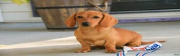 Miniature Dachshund dogs for sale: Clifford Miniature Dachshund  - Ad 6