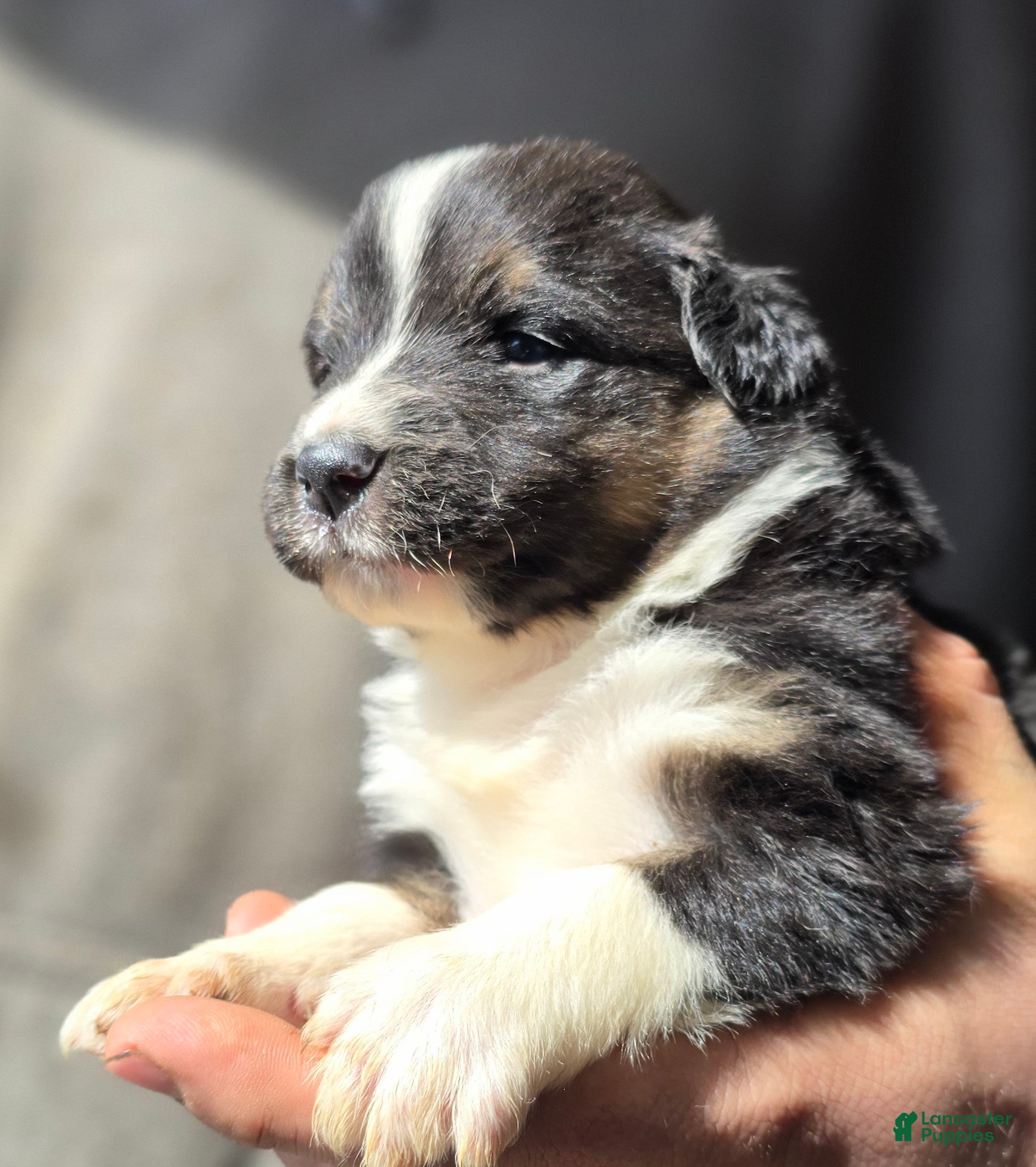 Australian Shepherd dogs Danny - Ad 2