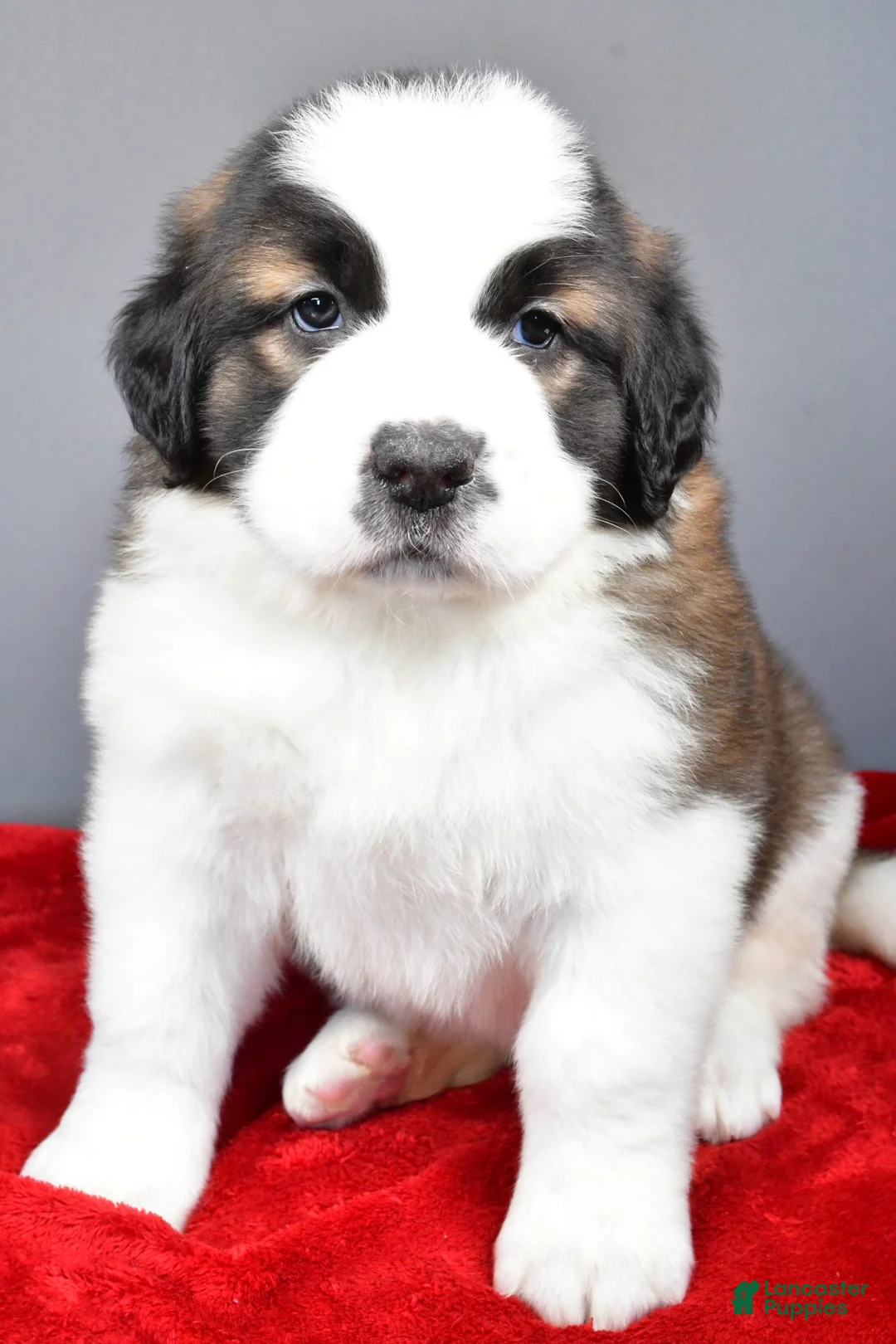 Saint Bernard dogs for sale: reese - Ad 2