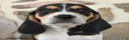 Beagle dogs for sale: Major - Ad 3