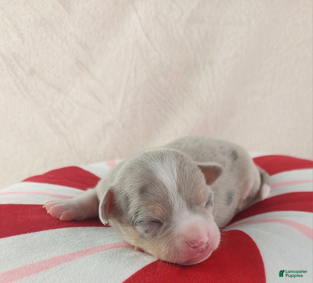 Chihuahua dogs for sale: Pixel - Ad 7