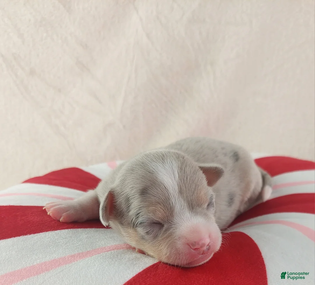 Chihuahua dogs for sale: Pixel - Ad 7