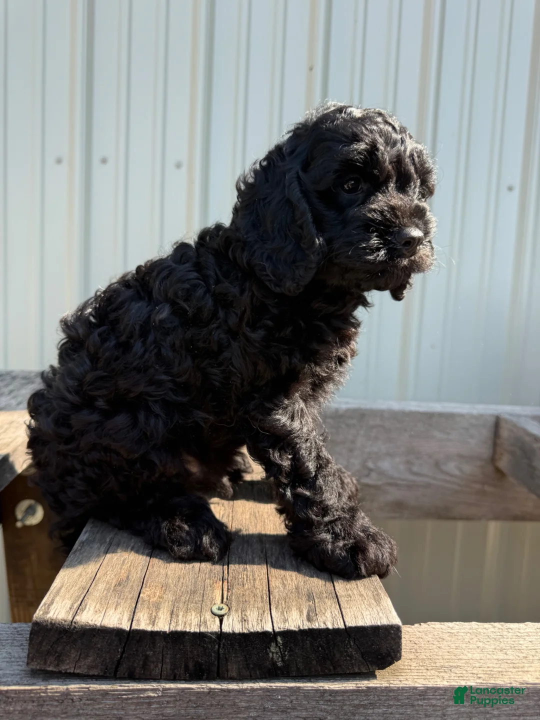 Cavapoo dogs for sale: Timmie - Ad 2