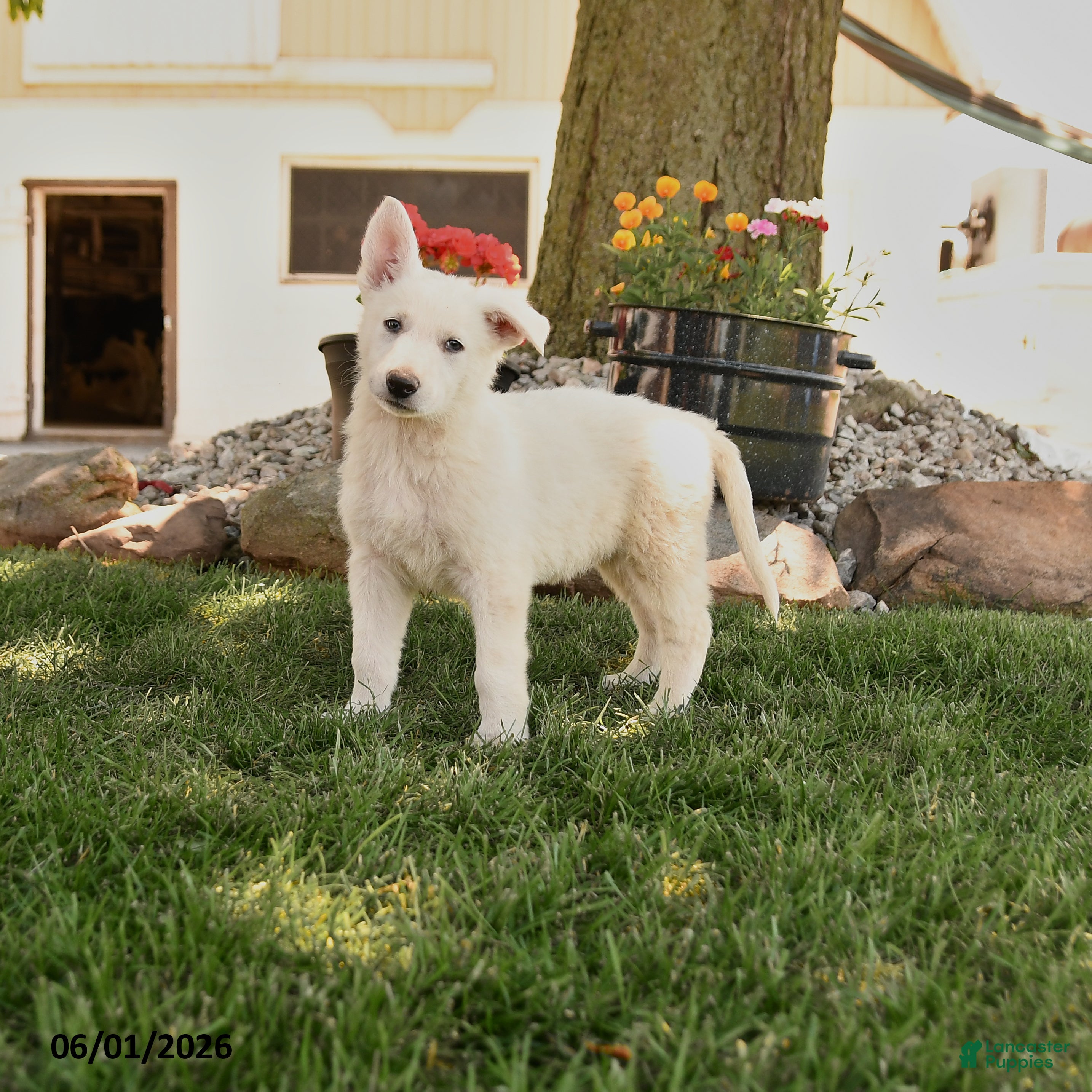 German Shepherd dogs Sammy - Ad 1