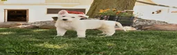 German Shepherd dogs for sale: Sammy - Ad 1