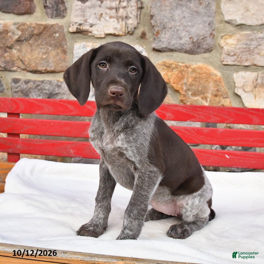 German Shorthaired Pointer dogs for sale: Mocha - Ad 1