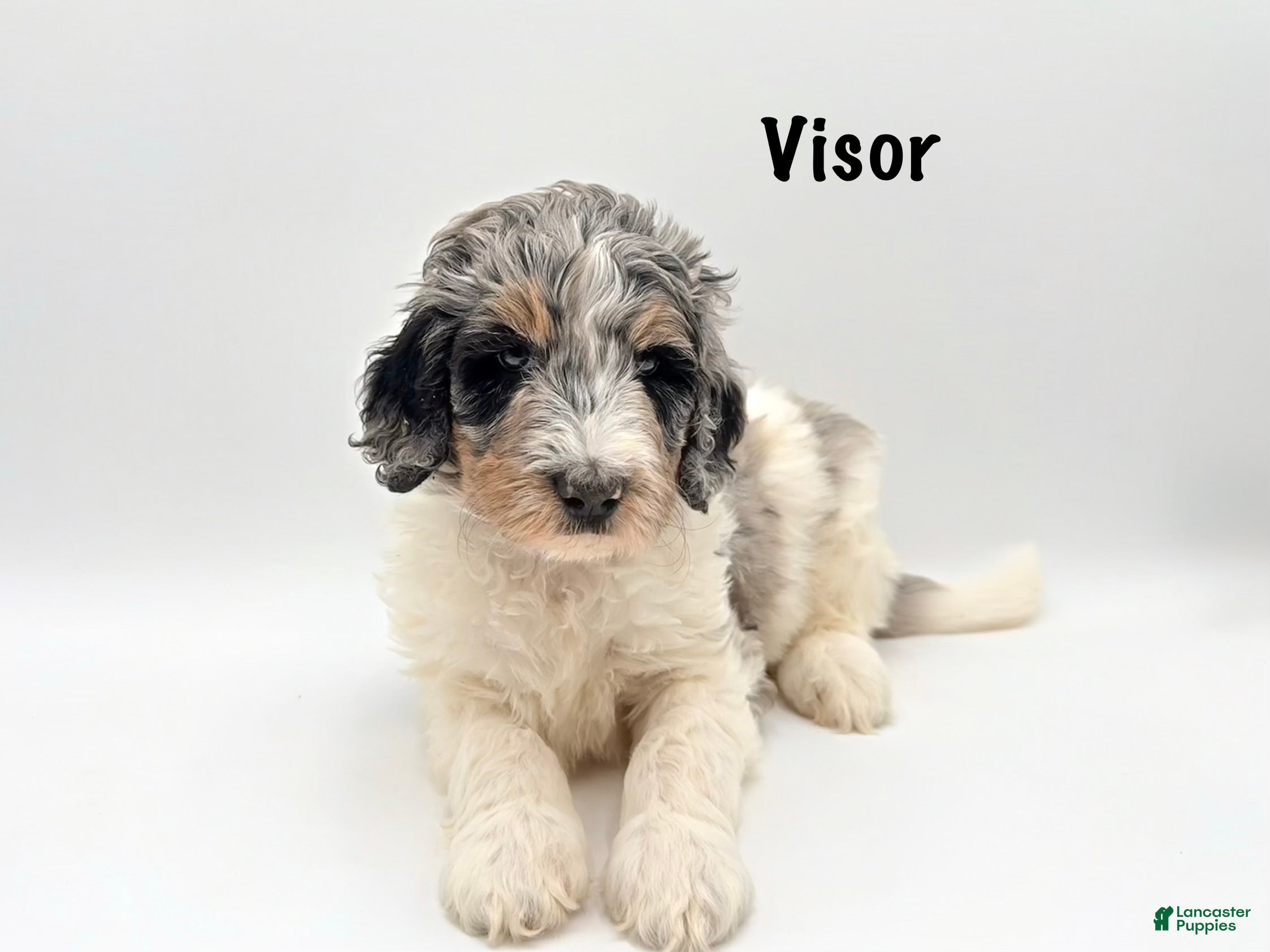 Goldendoodle dogs Visor - Ad 22