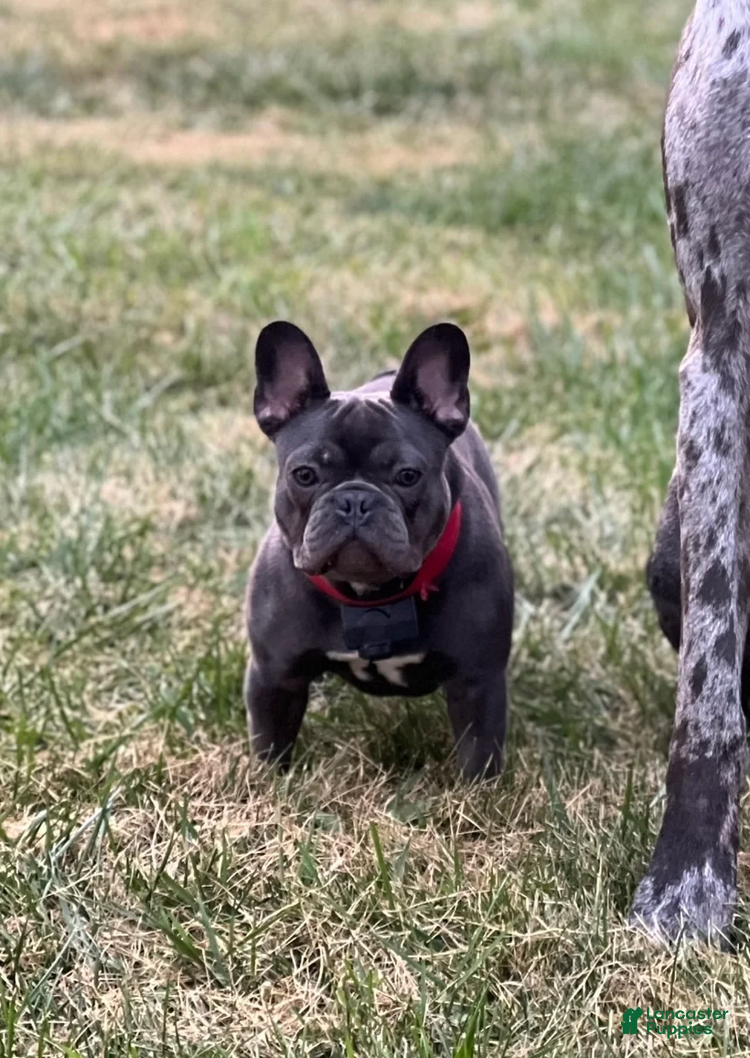 French Bulldog dogs for sale: Smalls - Ad 9