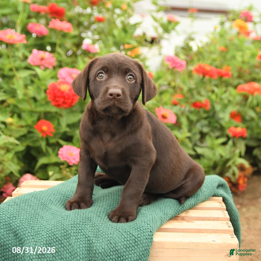 Labrador Retriever dogs Kiwi - Ad 1