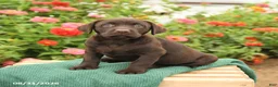 Labrador Retriever dogs for sale: Kiwi - Ad 1