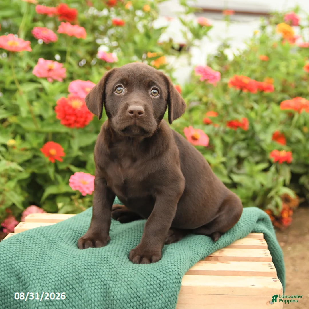 Labrador Retriever dogs for sale: Kiwi - Ad 1