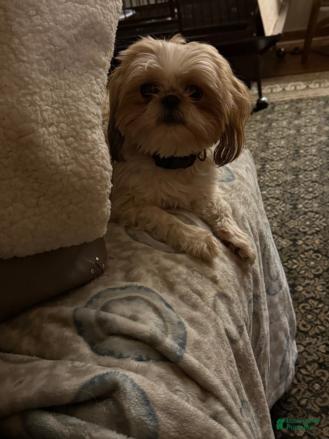 Shih Tzu dogs for sale: Shih Tzu Puppy 1 - Ad 18