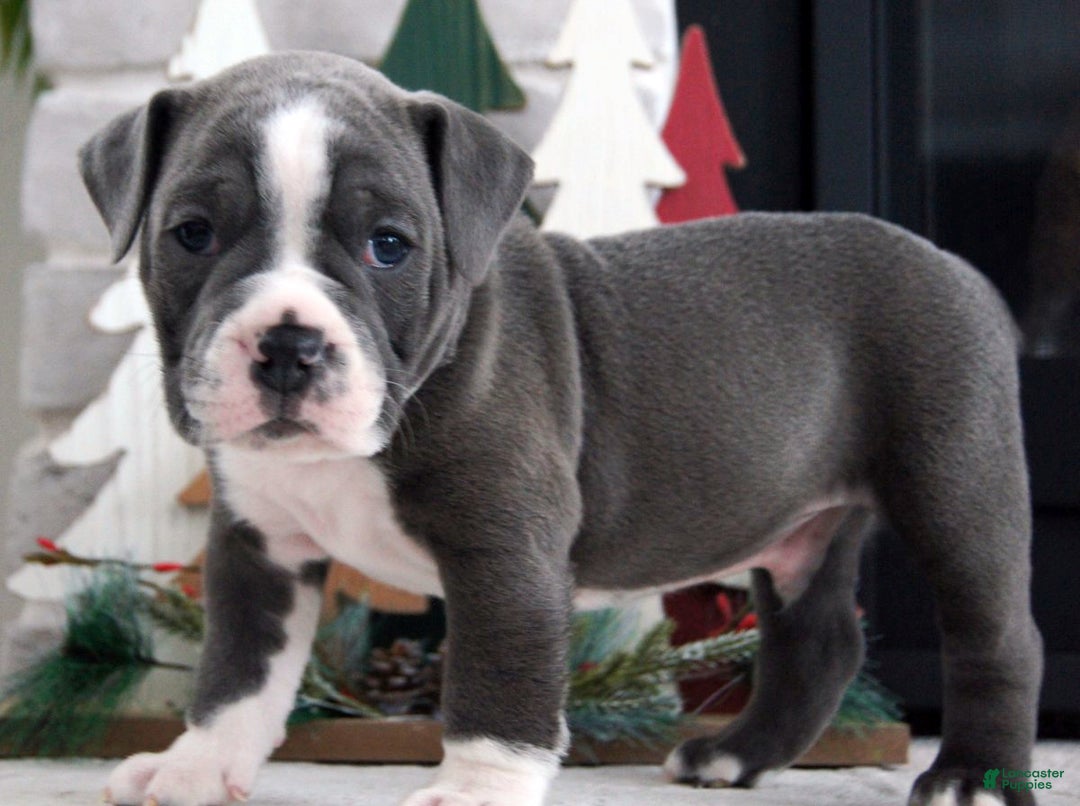 Olde English Bulldogge dogs for sale: Pepsi - Ad 1