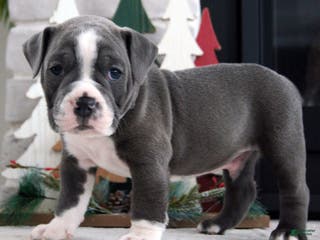 Olde English Bulldogge dogs Pepsi - Ad 3