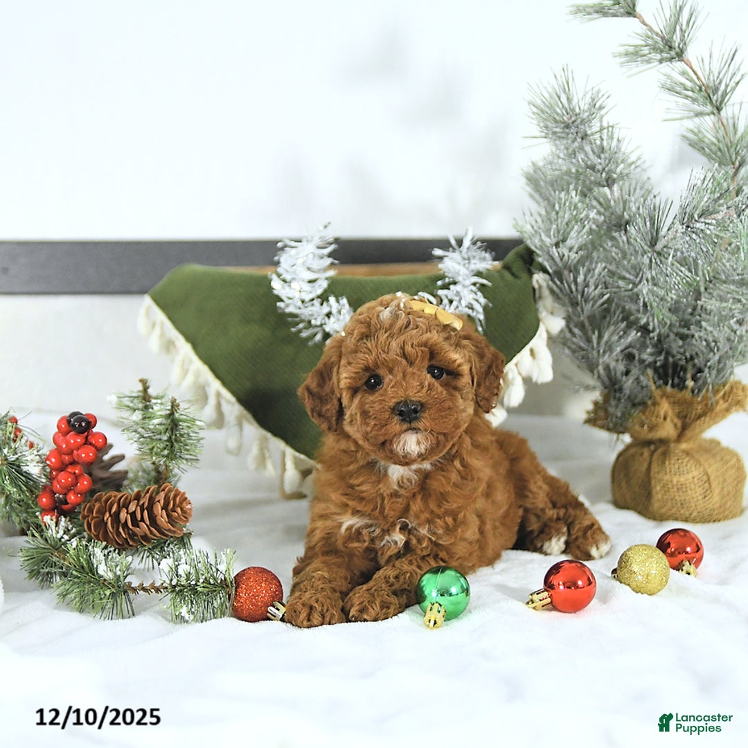 Toy Poodle dogs for sale: Ellie - Ad 2