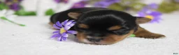 Yorkshire Terrier dogs for sale: Penny  - Ad 3