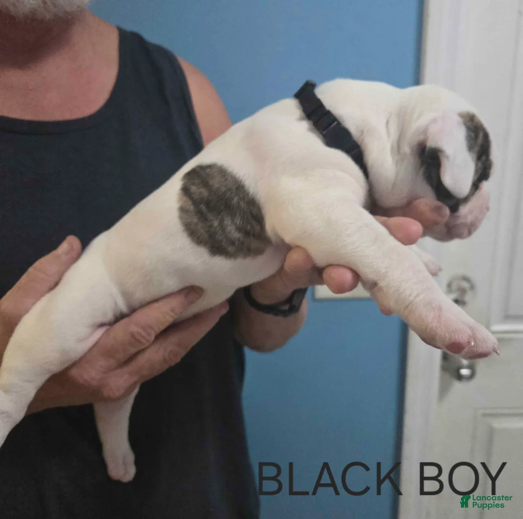 American Bulldog dogs for sale: Black Boy - Ad 2