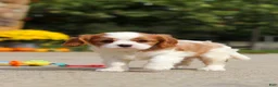 Cavalier King Charles Spaniel dogs for sale: Allie - Ad 12