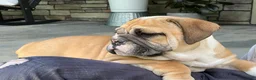 English Bulldog dogs for sale: Valerie  - Ad 3