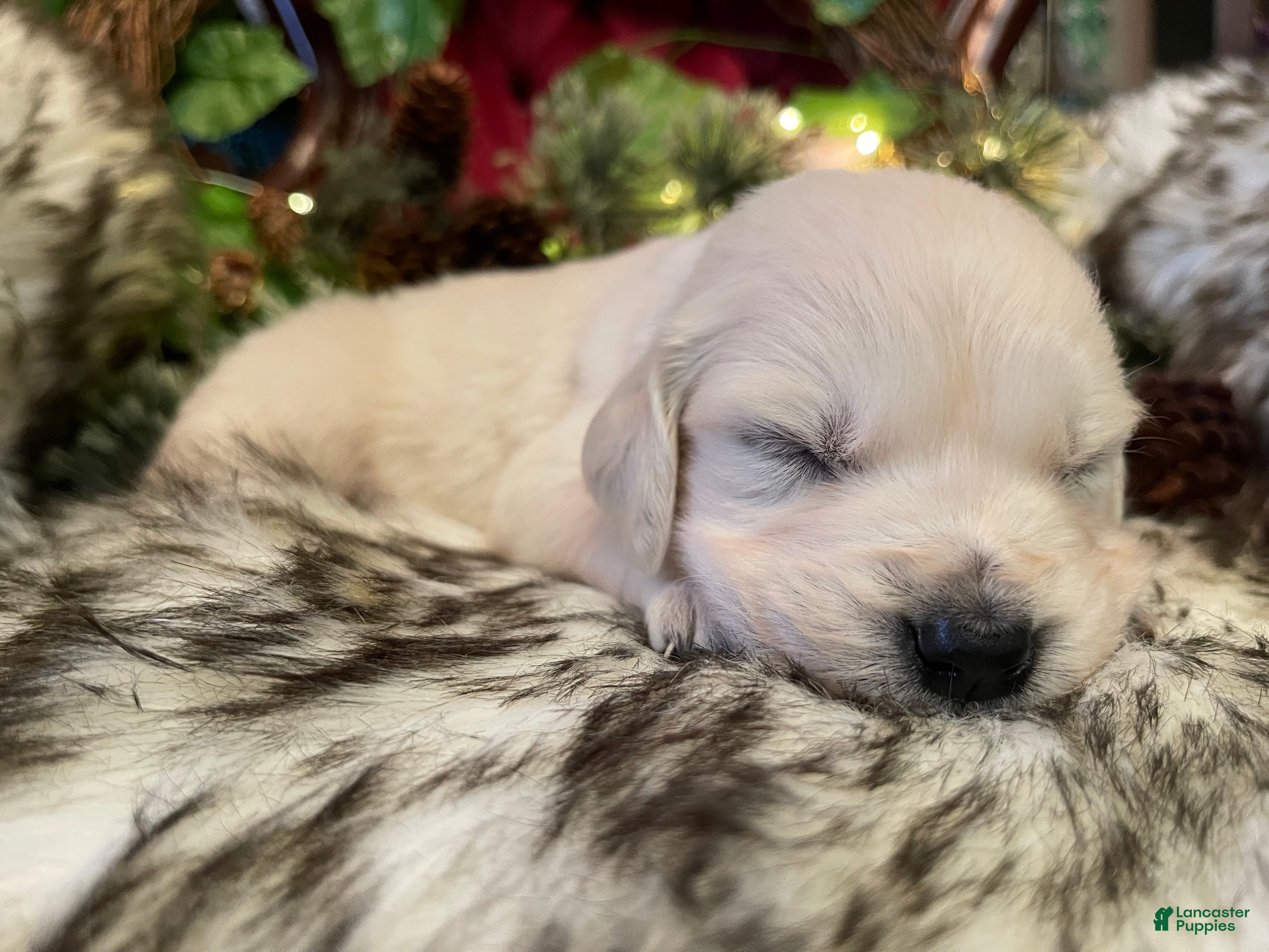 Golden Retriever dogs Matilda  - Ad 2