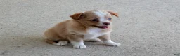 Chihuahua dogs for sale: Lola - Ad 4