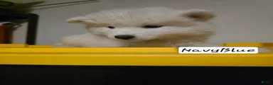 Samoyed 3