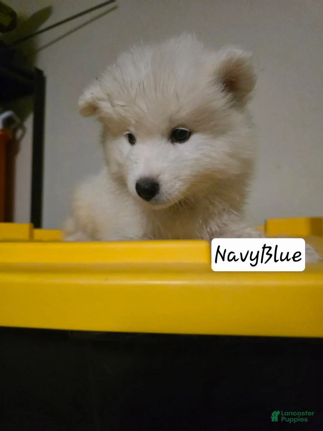 Samoyed dogs for sale: Samoyed 3 - Ad 1