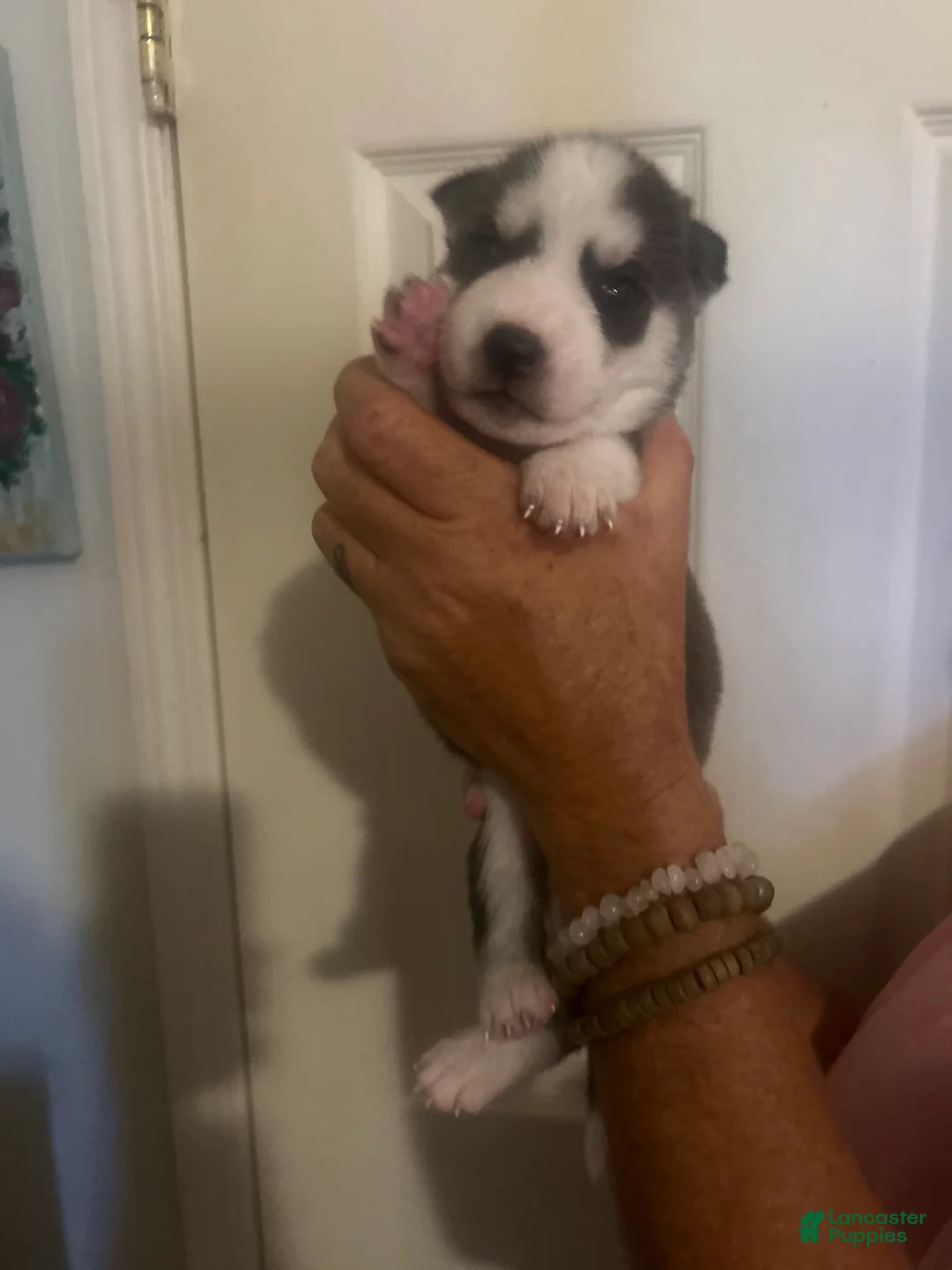 Gerberian Shepsky dogs for sale: Gerberian Shepsky 8 - Ad 1