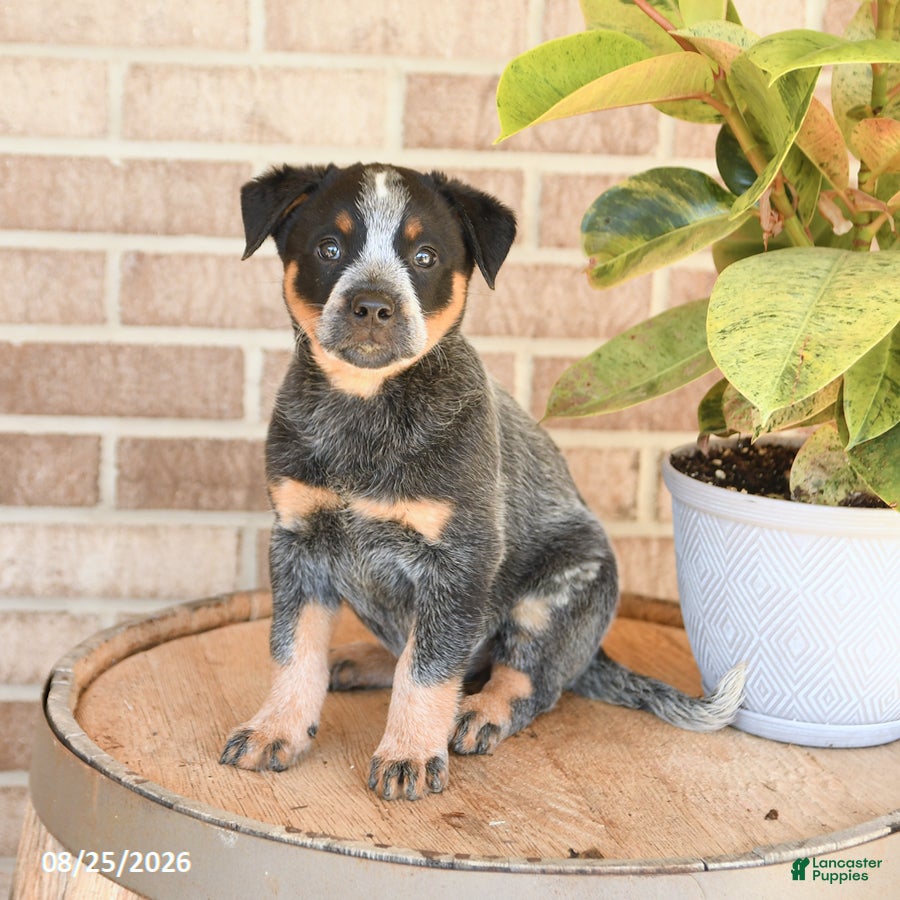 Australian Cattle Dog dogs Missy - Ad 2
