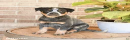 Australian Cattle Dog dogs for sale: Missy - Ad 2