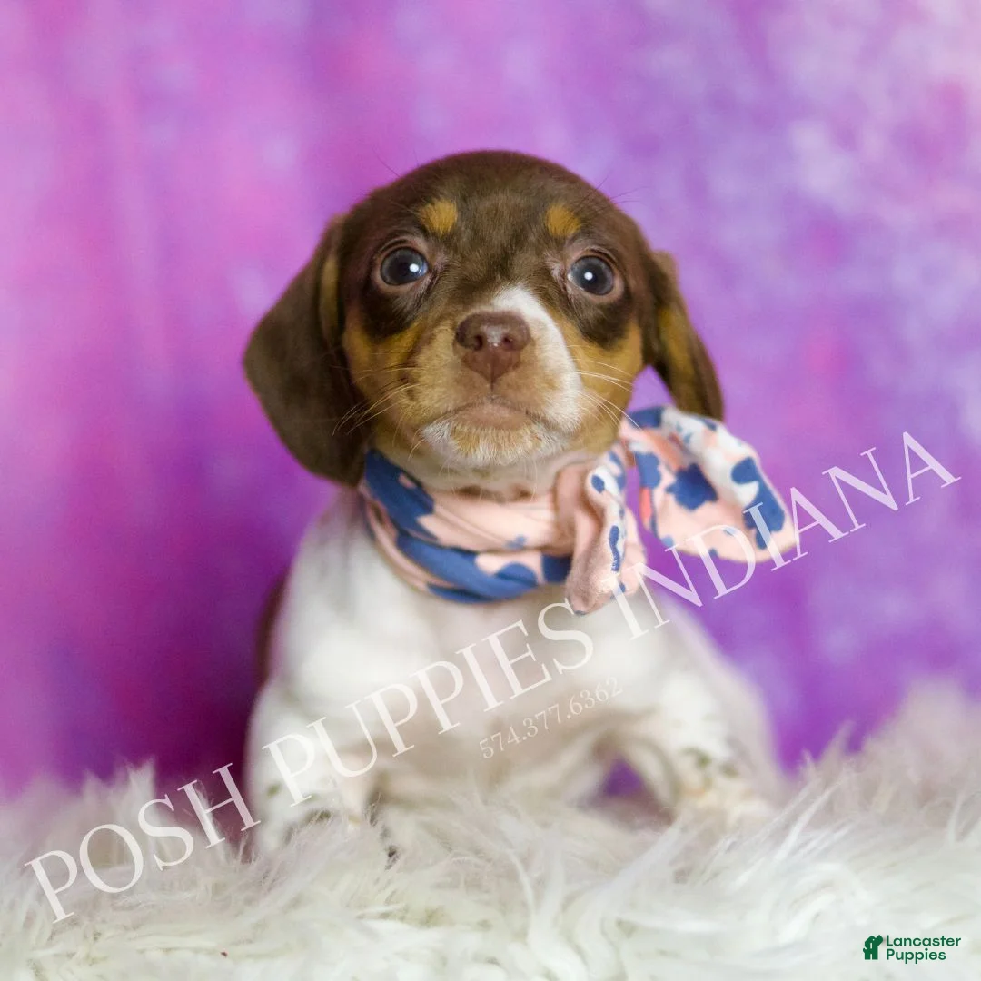 Miniature Dachshund dogs for sale: Sapphire - Ad 3