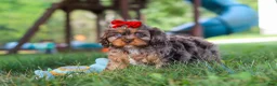 Cavapoo dogs for sale: Cocoa - Ad 7