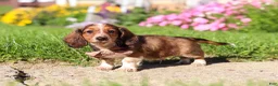 Dachshund dogs for sale: Benji - Ad 4