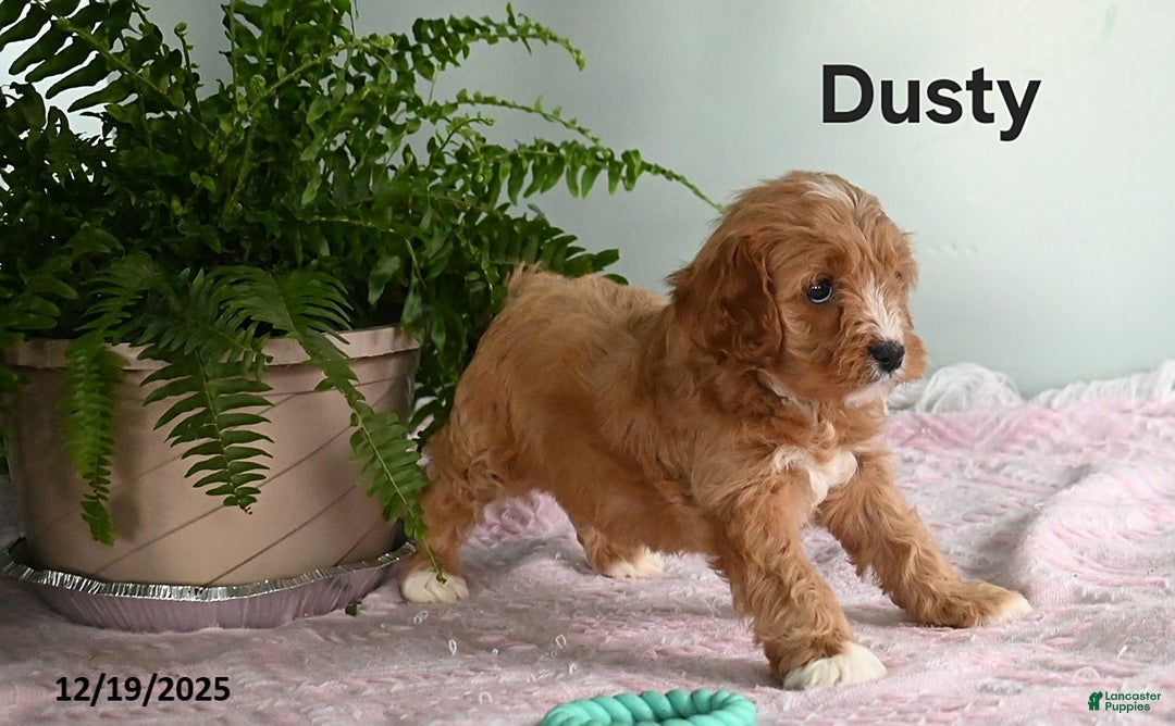 Cavapoo dogs for sale: Dusty - Ad 2