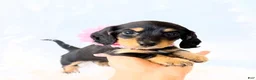 Miniature Dachshund dogs for sale: AKC Ruby - Ad 3