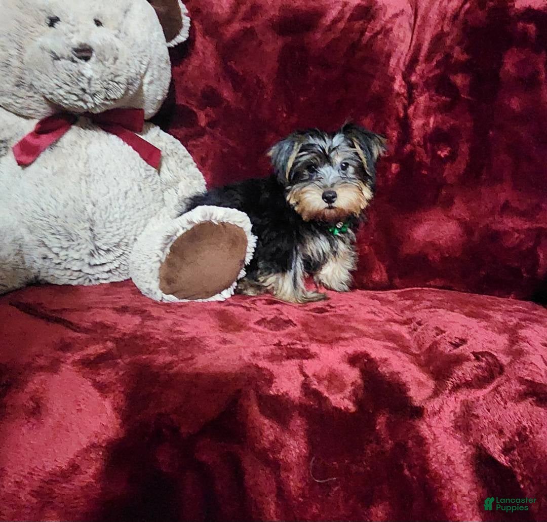 Yorkshire Terrier dogs for sale: BRODY - Ad 9