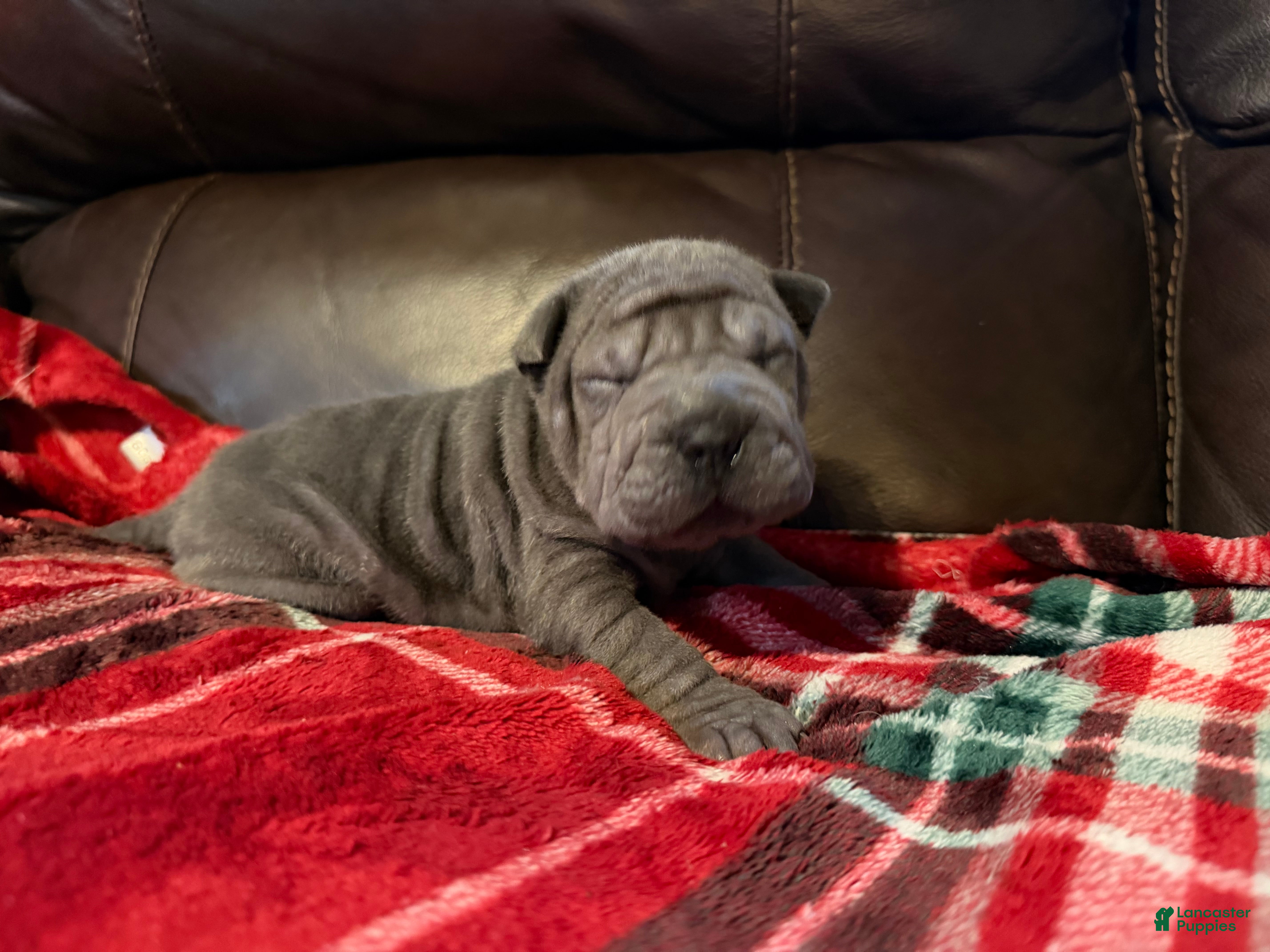 Shar Pei dogs Clementine - Ad 6