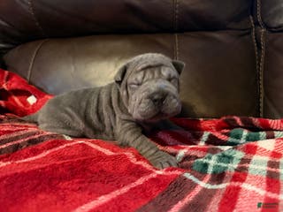 Shar Pei dogs Clementine - Ad 6