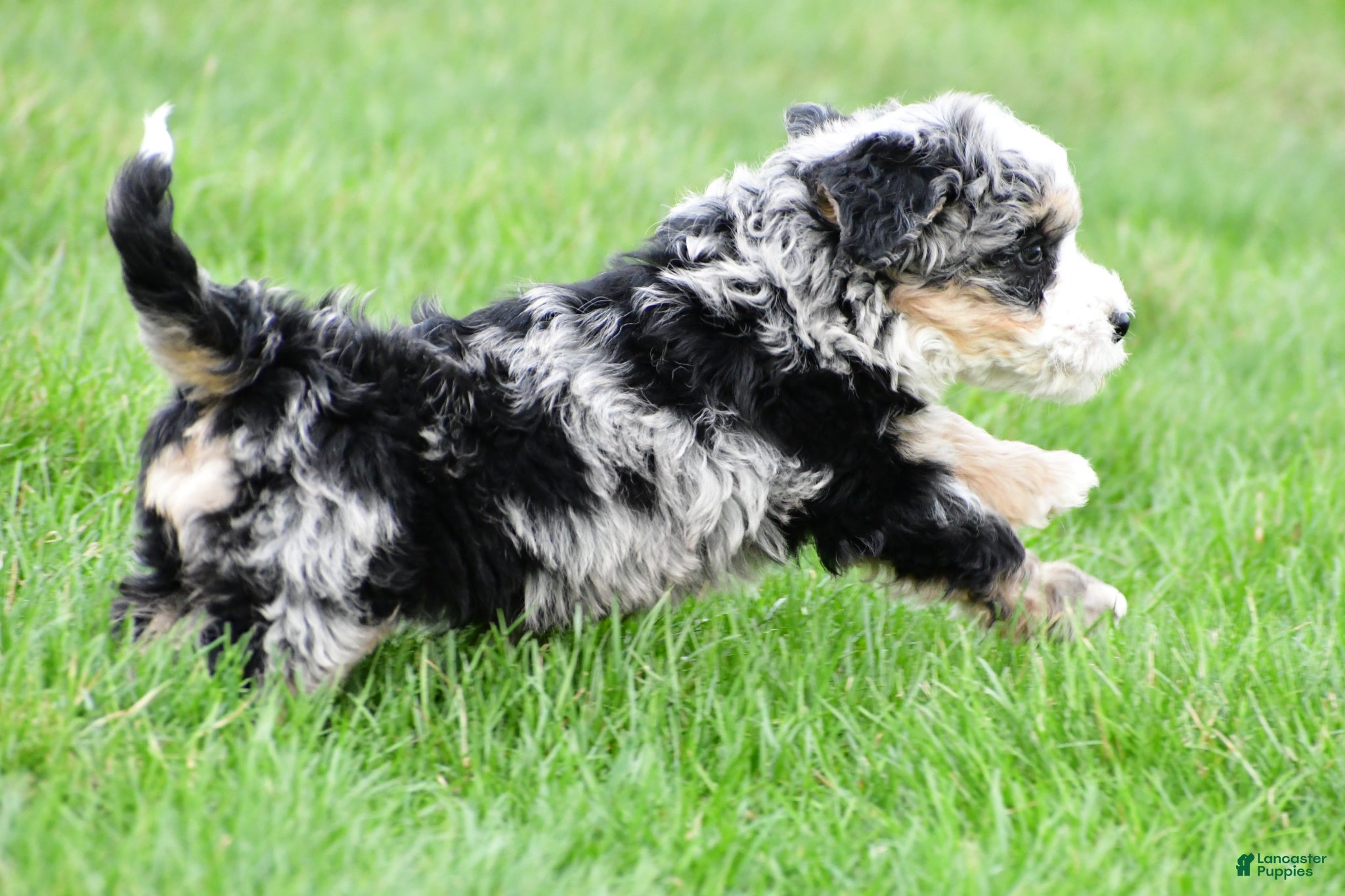 Bernedoodle dogs Blossom - Ad 2