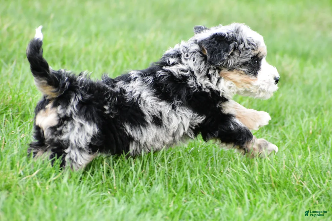 Bernedoodle dogs for sale: Blossom - Ad 2