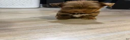 Yorkshire Terrier dogs for sale: Yorkshire Terrier 1 - Ad 6
