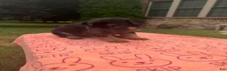 German Shepherd dogs for sale: Pretty - Ad 1