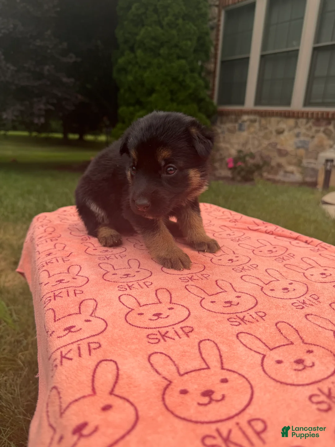 German Shepherd dogs for sale: Pretty - Ad 1