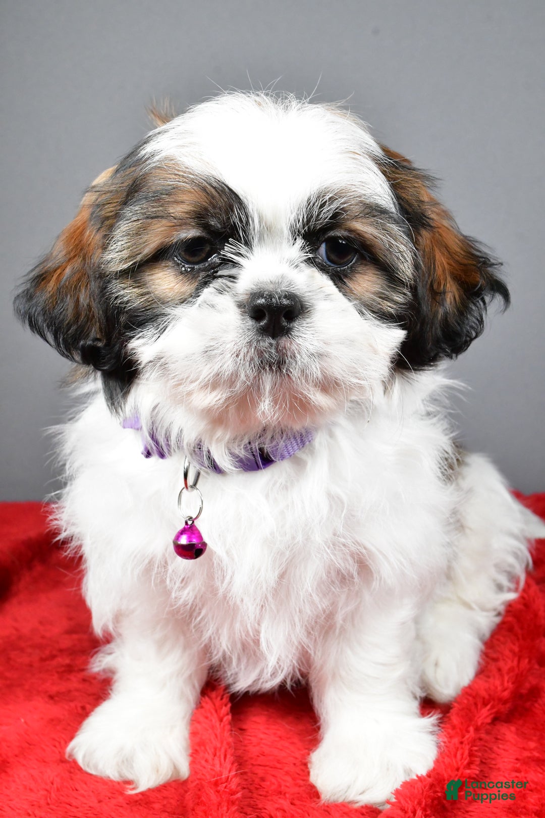 Shih Tzu dogs for sale: Bailey - Ad 6