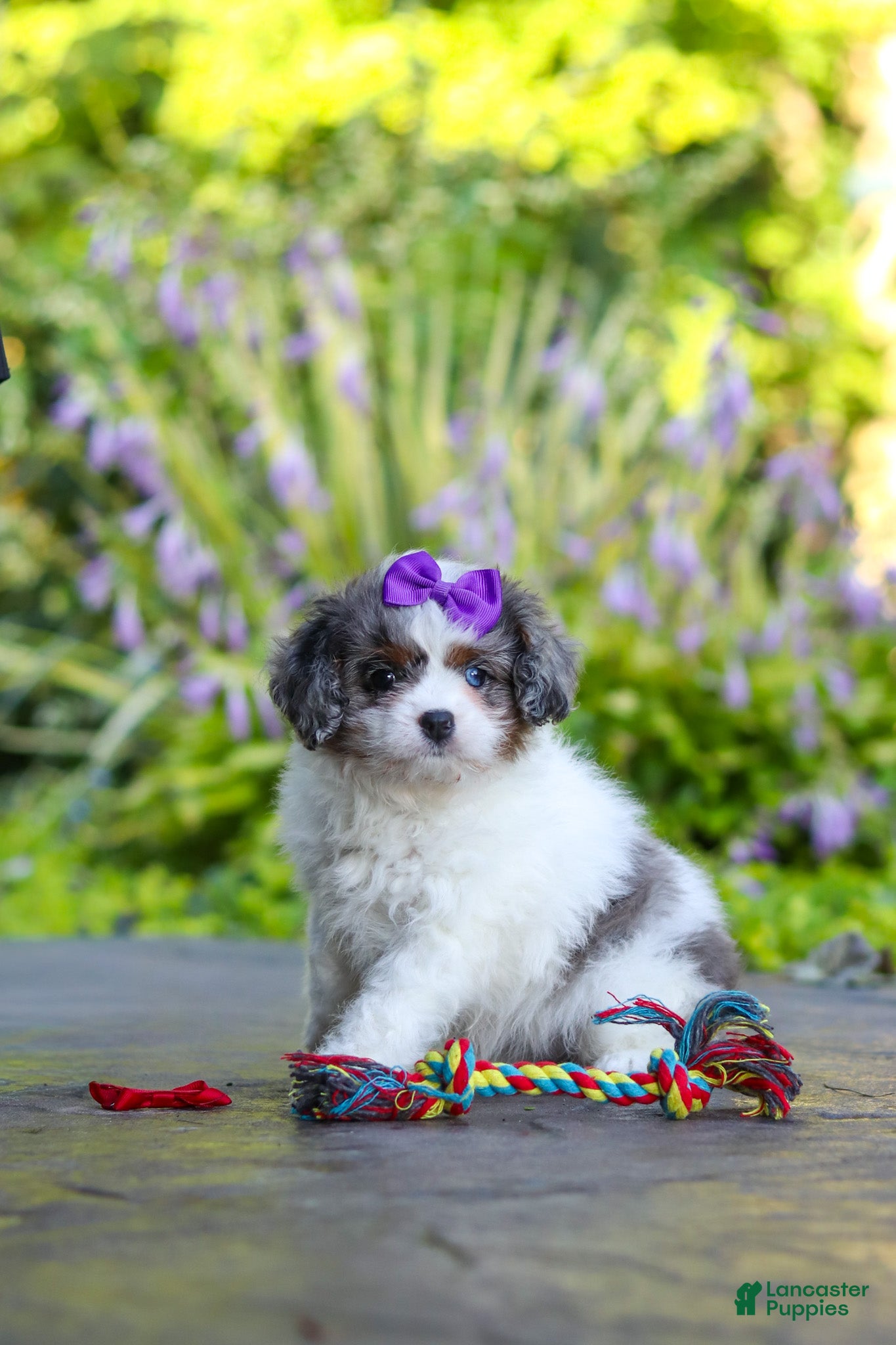 Cavapoo dogs Katie - Ad 2