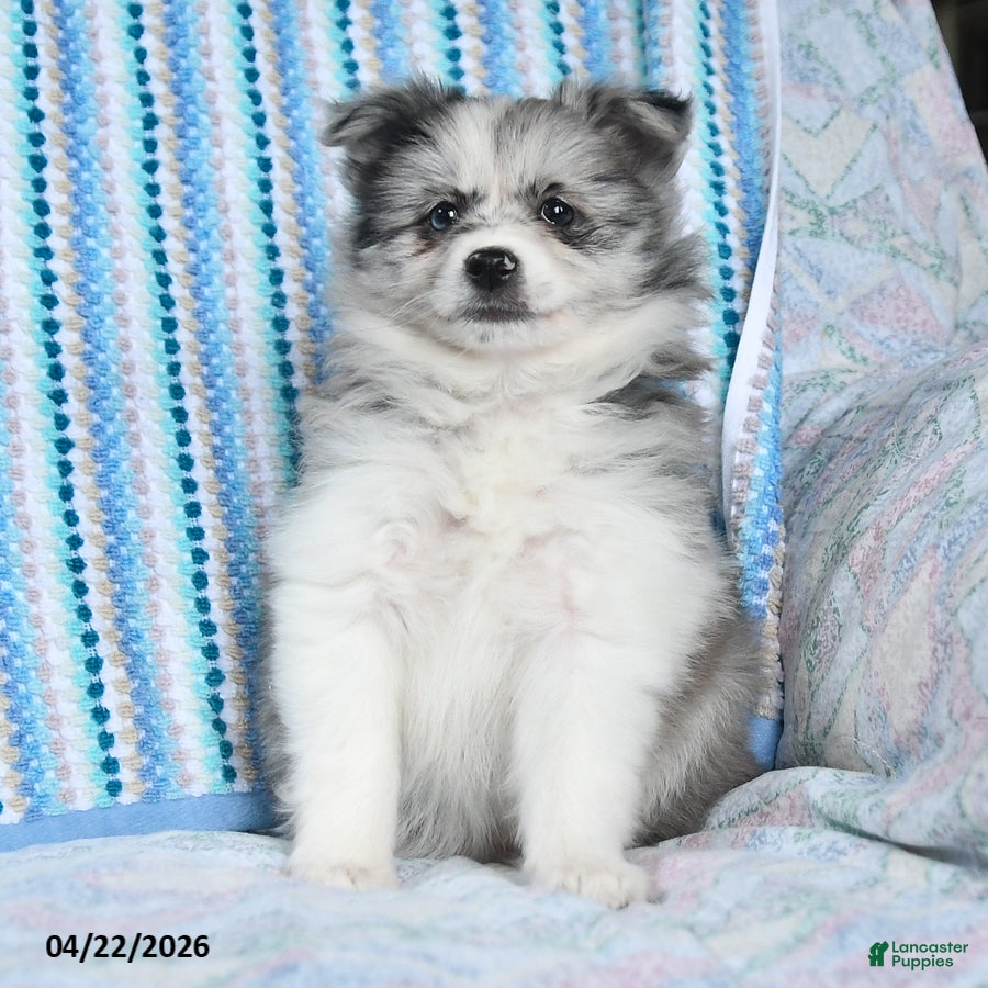 Pomsky dogs Jewel - Ad 2