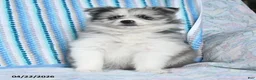 Pomsky dogs for sale: Jewel - Ad 2
