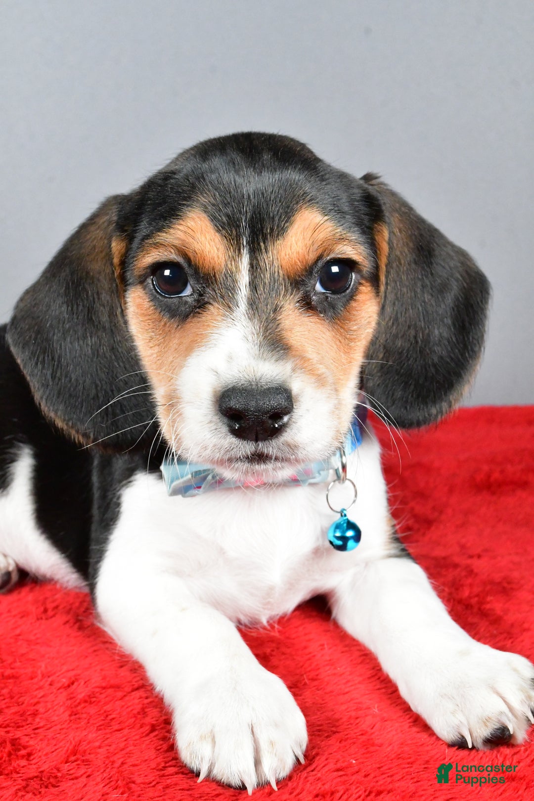 Beagle dogs for sale: Josh - Ad 3