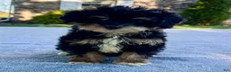 Mini Bernedoodle dogs for sale: Kitty - Ad 3